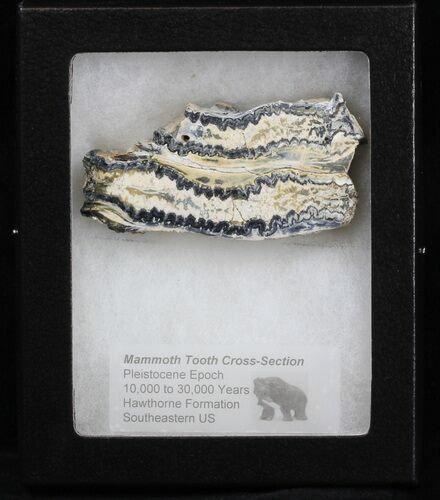 Mammoth Molar Slice - South Carolina #40090